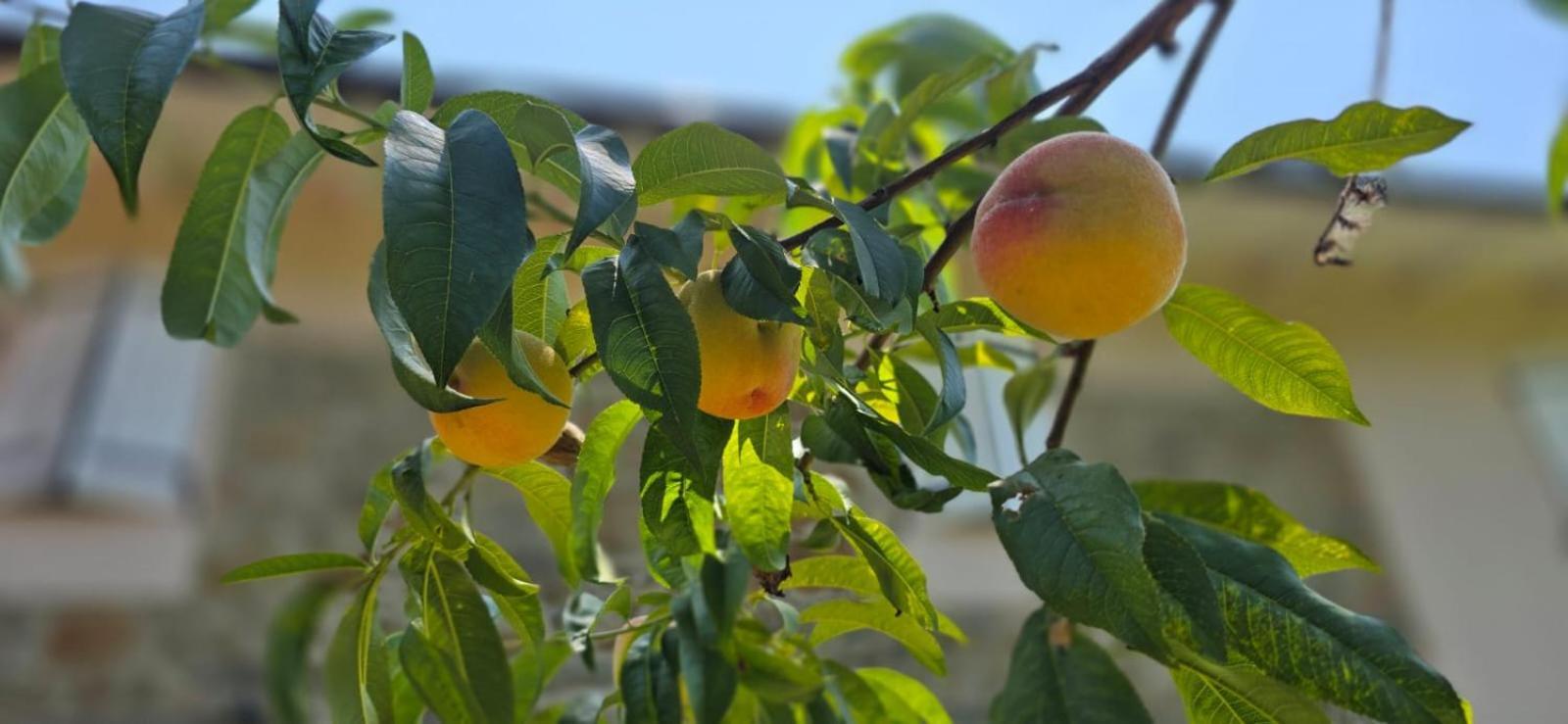 Campofiorito Alloggio per agriturismo Monsummano Terme